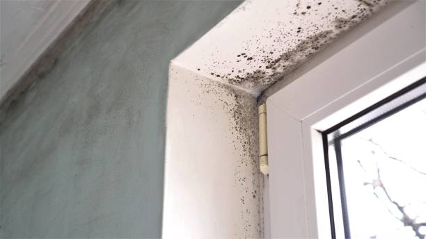 Best Mold Odor Removal Services  in Hwatha, IA