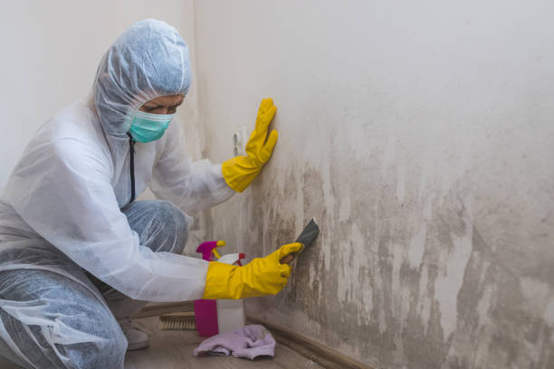 Best Real Estate Mold Inspection  in Hwatha, IA
