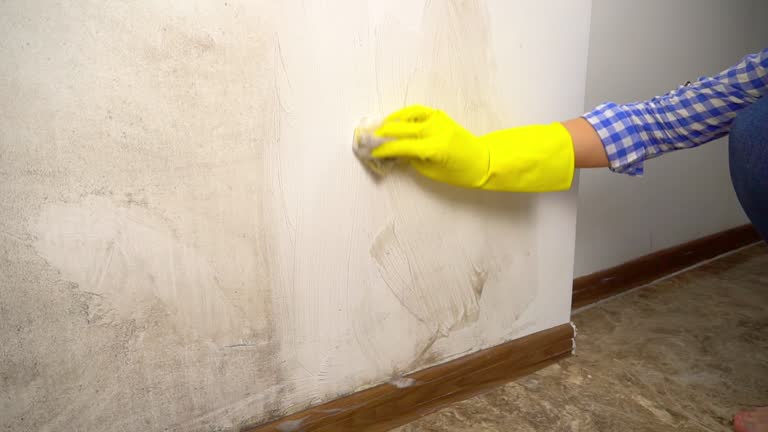Mold Remediation for Vacation Homes in Hiawatha, IA