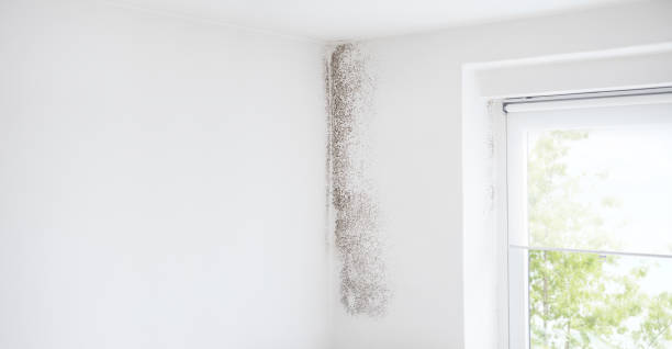 Best Mold Prevention Services  in Hwatha, IA