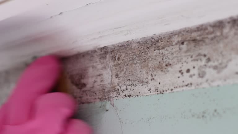 Best Post-Construction Mold Inspection  in Hwatha, IA